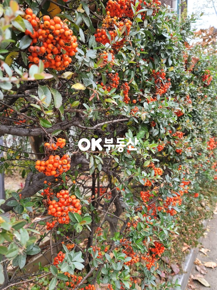 충남 천안동남구 구성동 천안 구성동 대형 주택단지 (대지+공용지분290평) 6억8000만원 매매 합니다 매매 매물번호 12714 사진 2