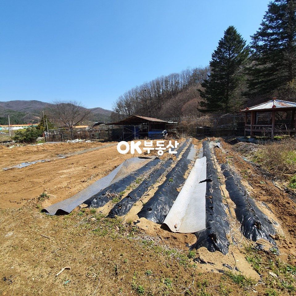 충남 아산시 송악면 동화리507-6 아산 송악 저수지뷰 목장용지 매매 매매 매물번호 11681 사진 4