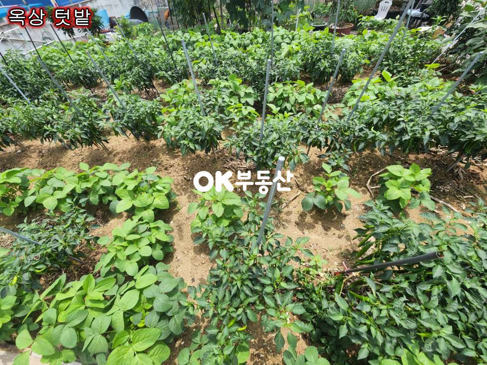 충남 천안서북구 두정동 두정동 먹자골목 상가주택매매(대지82평, 건축45평, 연면적162평) 매매 매물번호 14854 사진 8