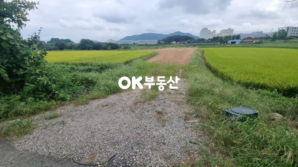 충남 아산시 영인면 창용리 아산만쌀조개섬.2차선도로접.성토완료토지 매매 매물번호 17257 사진 8