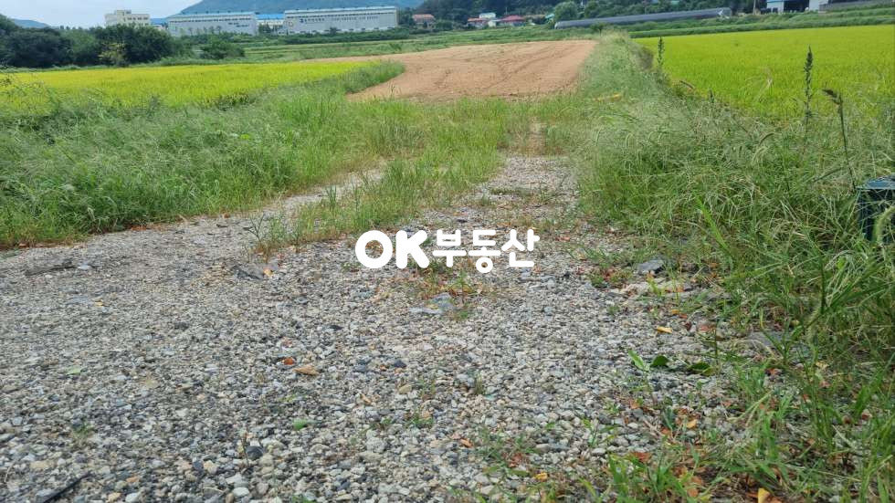 충남 아산시 영인면 창용리 아산만쌀조개섬.2차선도로접.성토완료토지 매매 매물번호 17257 사진 9